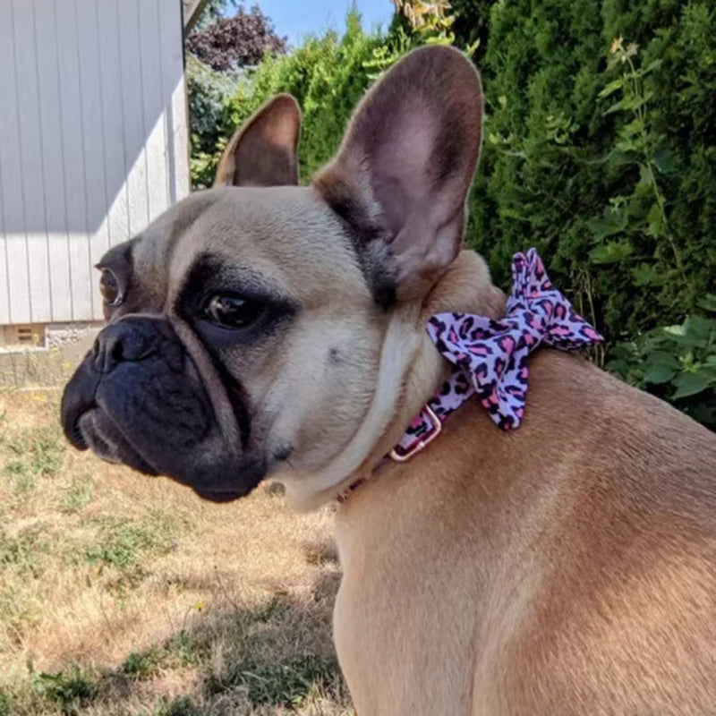 PETTORINA PINK LEOPARD + ACCESSORI