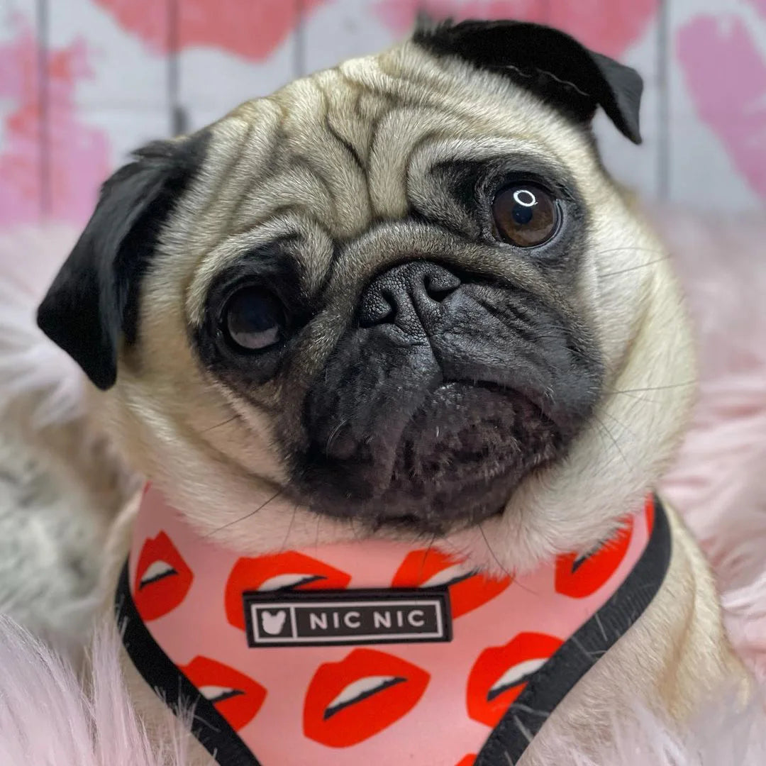 PETTORINA H KISS